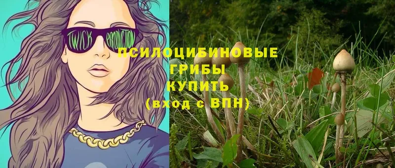 Галлюциногенные грибы Magic Shrooms  Гатчина 