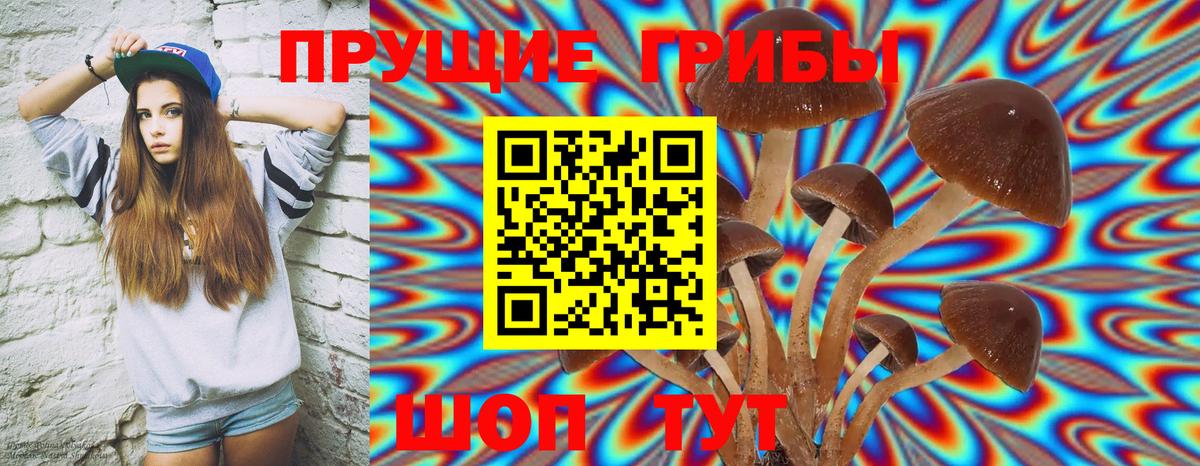 Гатчина  Галлюциногенные грибы Psilocybine cubensis  Вход с VPN 