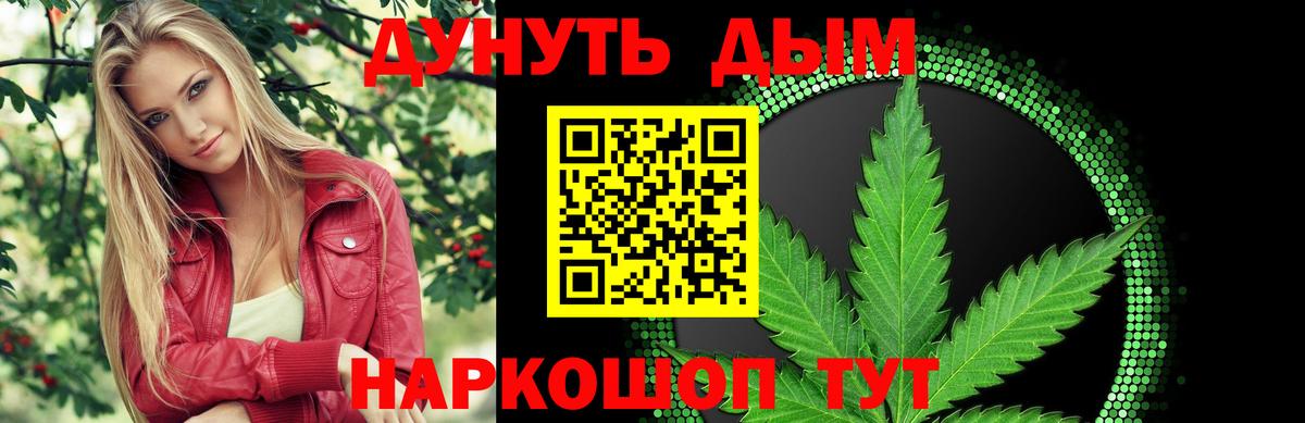 Каннабис сатива Гатчина